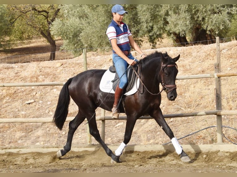 Andalusian Gelding 3 years 15,1 hh Black in Provinz Malaga