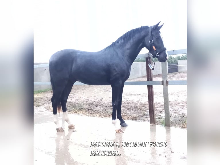 Andalusian Gelding 3 years 15,1 hh Black in Chiclana de la Frontera