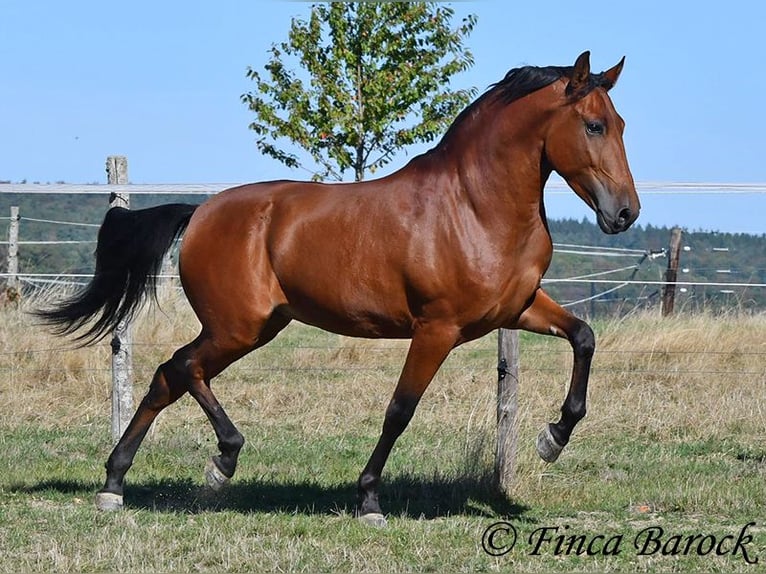 Andalusian Gelding 3 years 15.1 hh Brown in Wiebelseheim