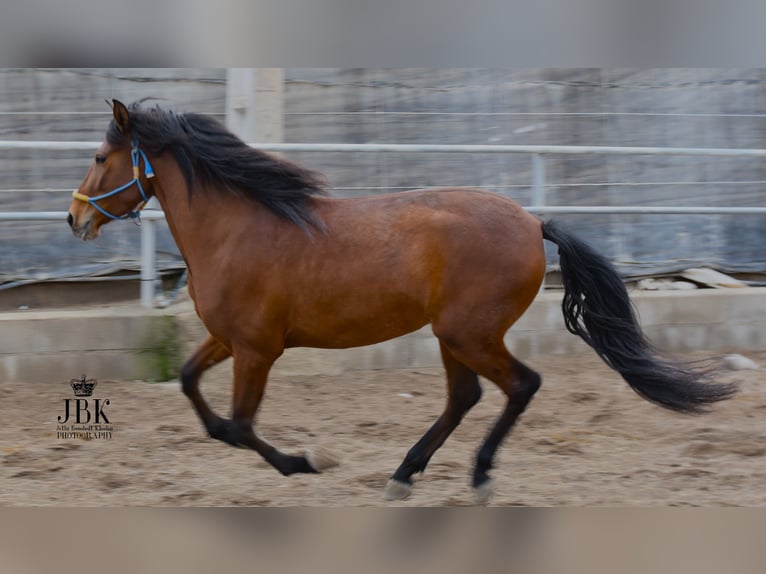 Andalusian Gelding 3 years 15,1 hh Brown in Tabernas Almeria