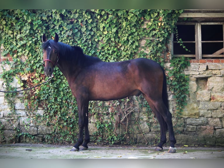 Andalusian Gelding 3 years 15,1 hh Brown in Waldeck