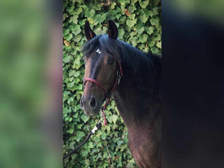 Andalusian Gelding 3 years 15,1 hh Brown in Waldeck