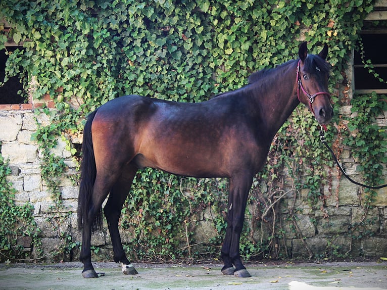 Andalusian Gelding 3 years 15,1 hh Brown in Waldeck