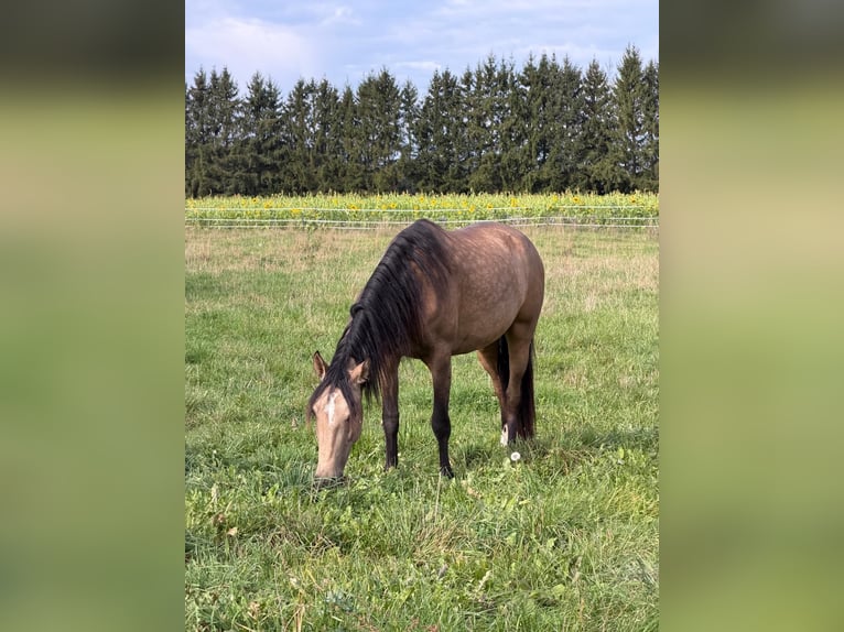 Andalusian Gelding 3 years 15.1 hh Buckskin in Grabenstätt