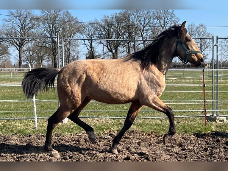 Andalusian Gelding 3 years 15.1 hh Buckskin in Teldau