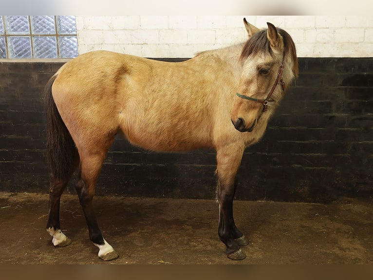 Andalusian Gelding 3 years 15.1 hh Buckskin in Teldau