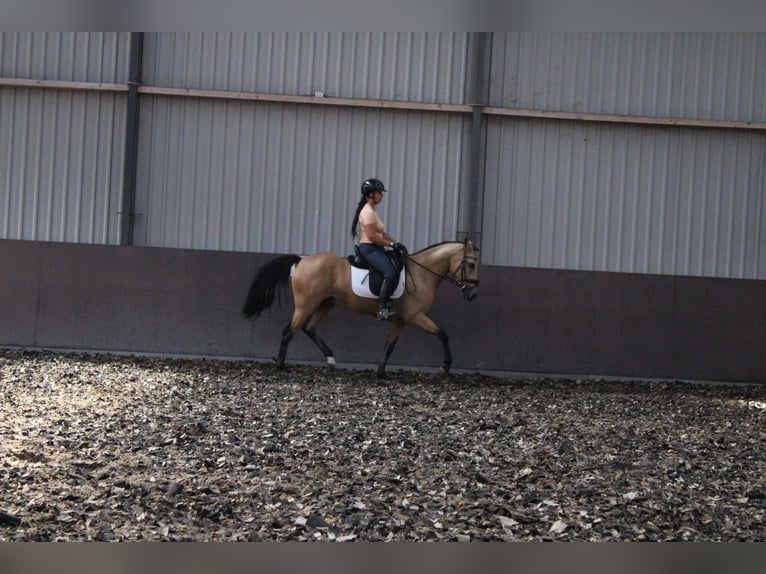 Andalusian Mix Gelding 3 years 15,1 hh Dun in Den Haag