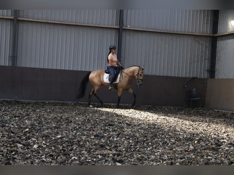 Andalusian Mix Gelding 3 years 15,1 hh Dun in Den Haag