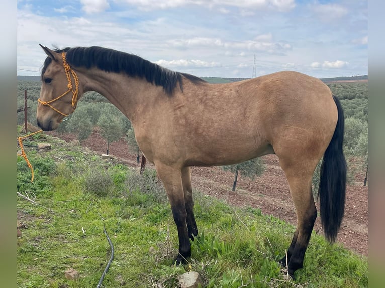 Andalusian Gelding 3 years 15.1 hh Dun in Málaga