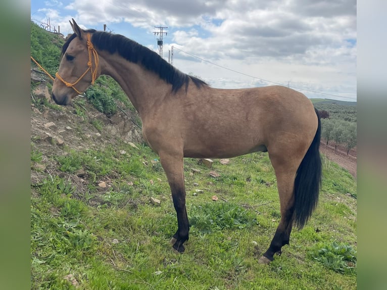 Andalusian Gelding 3 years 15.1 hh Dun in Málaga