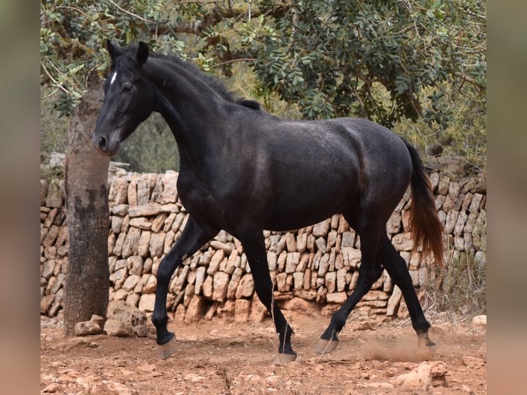 Andalusian Gelding 3 years 15,1 hh Gray in Mallorca