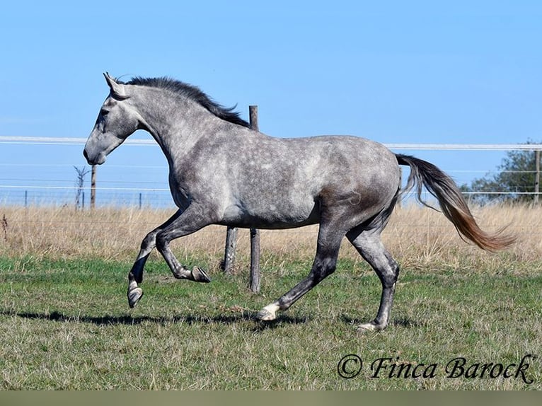 Andalusian Gelding 3 years 15.1 hh Grey in Wiebelsheim
