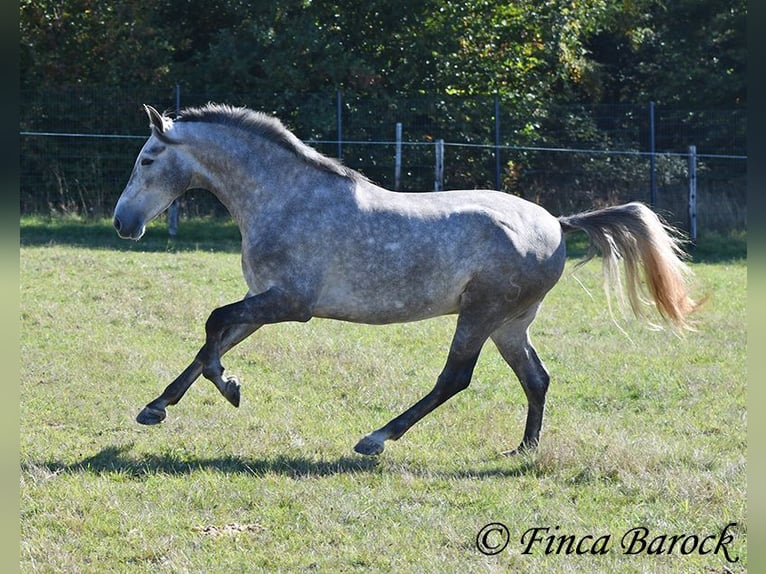 Andalusian Gelding 3 years 15.1 hh Grey in Wiebelsheim
