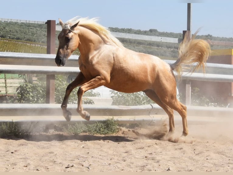 Andalusian Gelding 3 years 15,1 hh Palomino in Provinz Cordoba