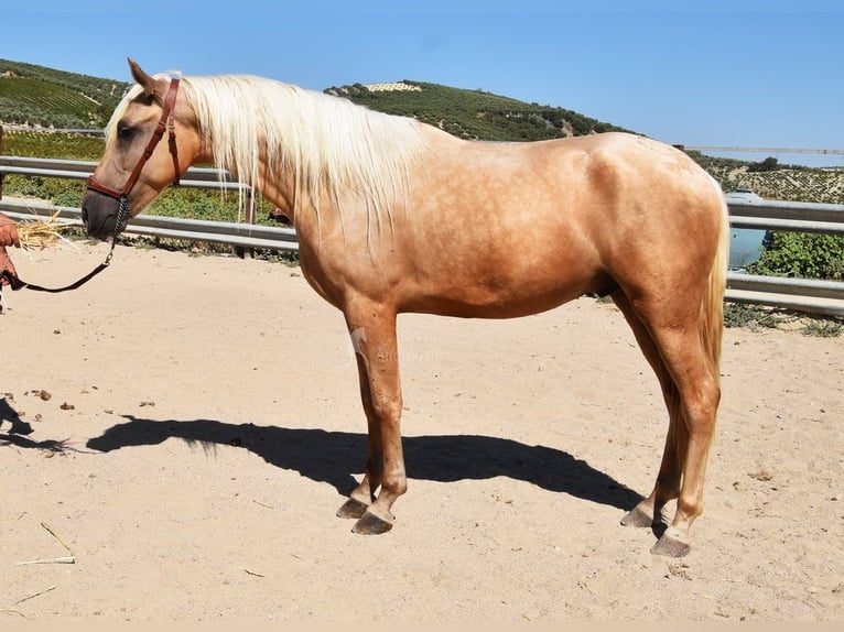 Andalusian Gelding 3 years 15,1 hh Palomino in Provinz Cordoba