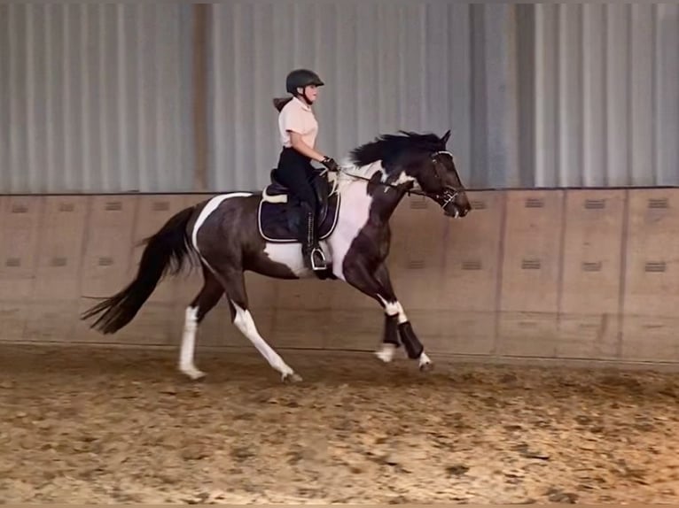 Andalusian Gelding 3 years 15,1 hh Pinto in Neustadt (Wied)Neustadt Wied