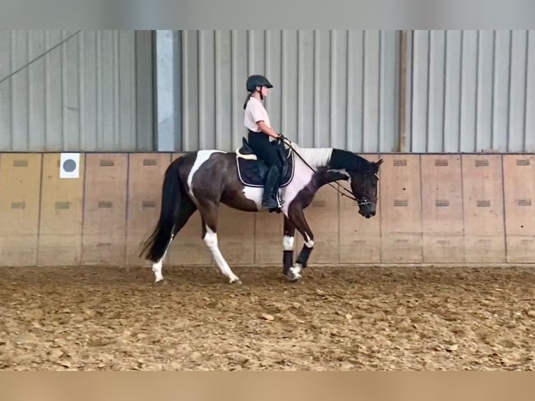 Andalusian Gelding 3 years 15,1 hh Pinto in Neustadt (Wied)Neustadt Wied