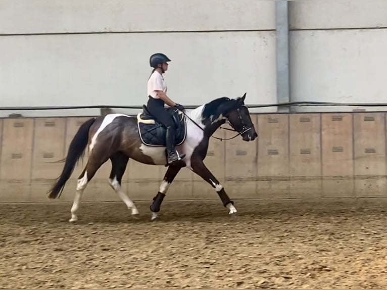 Andalusian Gelding 3 years 15,1 hh Pinto in Neustadt (Wied)Neustadt Wied