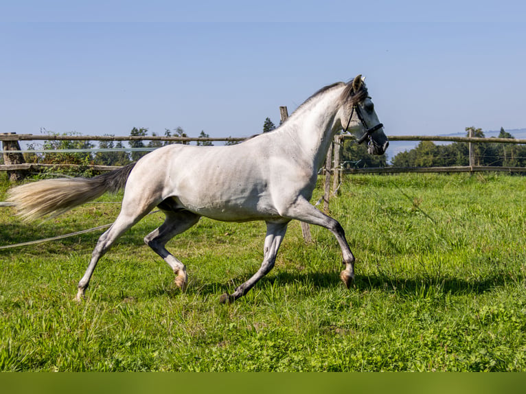 Andalusian Gelding 3 years 15,1 hh Pinto in Aeugst am Albis