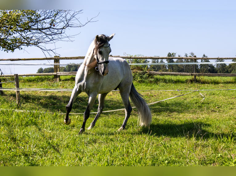 Andalusian Gelding 3 years 15,1 hh Pinto in Aeugst am Albis