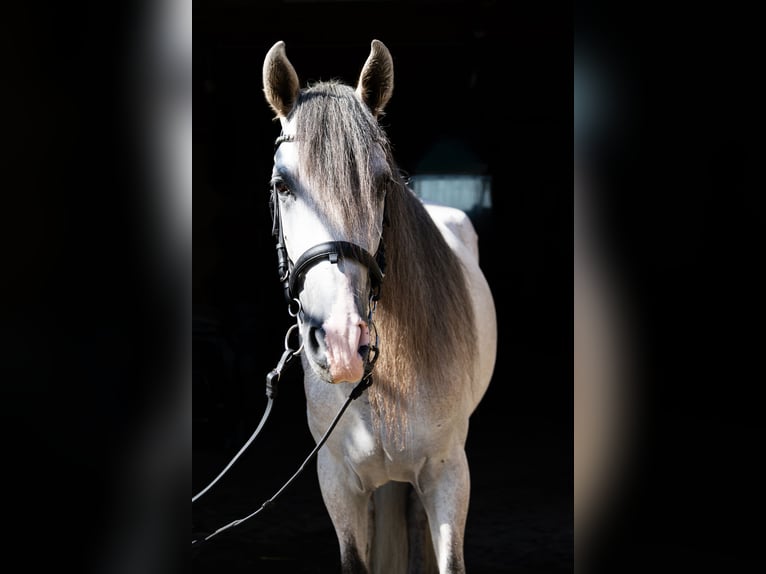 Andalusian Gelding 3 years 15,1 hh Pinto in Aeugst am Albis