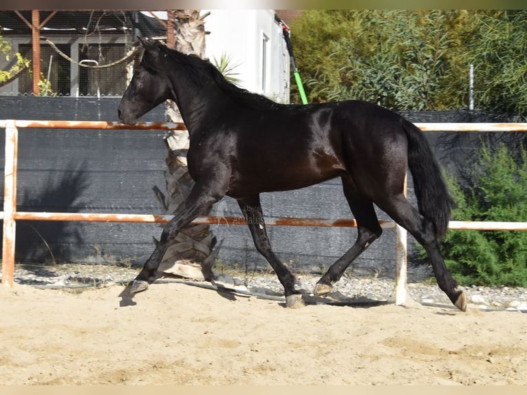 Andalusian Gelding 3 years 15,2 hh Black in Provinz Malaga