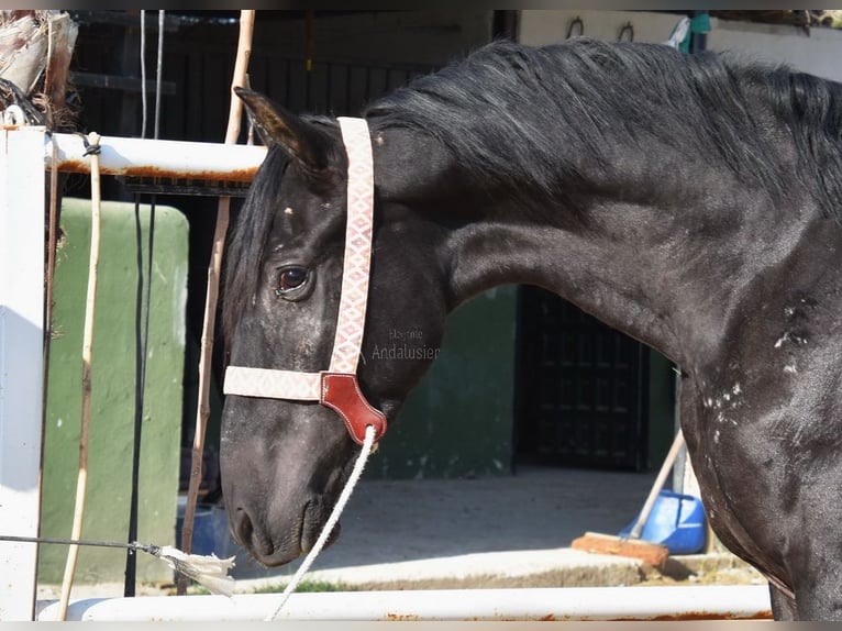 Andalusian Gelding 3 years 15,2 hh Black in Provinz Malaga