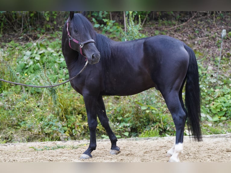 Andalusian Gelding 3 years 15,2 hh Black in Krumbach