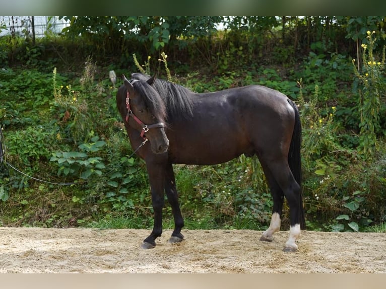Andalusian Gelding 3 years 15,2 hh Black in Krumbach