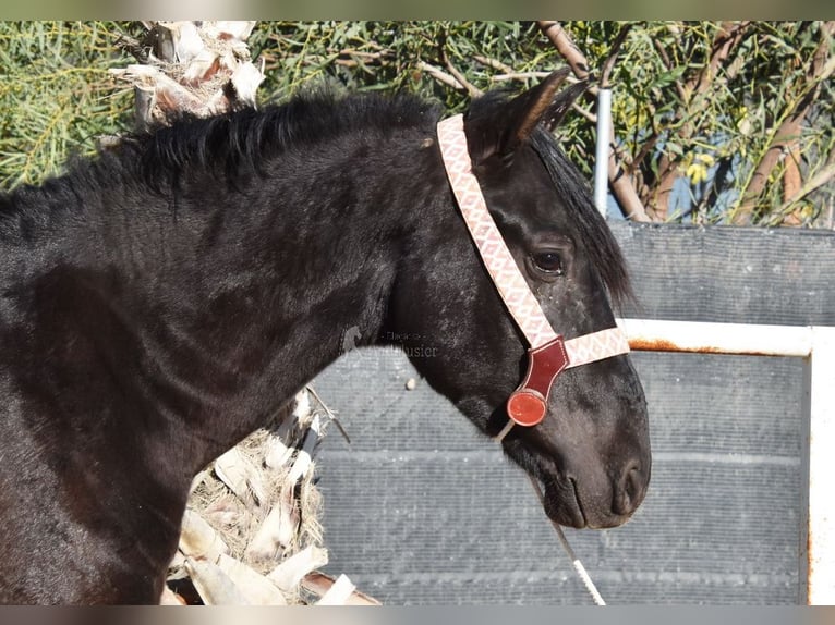 Andalusian Gelding 3 years 15,2 hh Black in Provinz Malaga