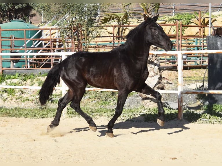 Andalusian Gelding 3 years 15,2 hh Black in Provinz Malaga