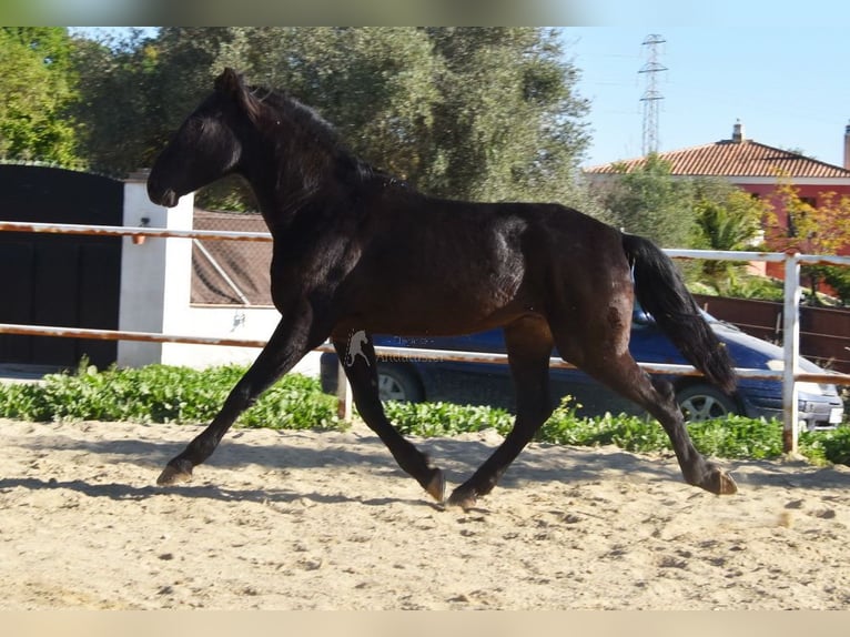 Andalusian Gelding 3 years 15,2 hh Black in Provinz Malaga