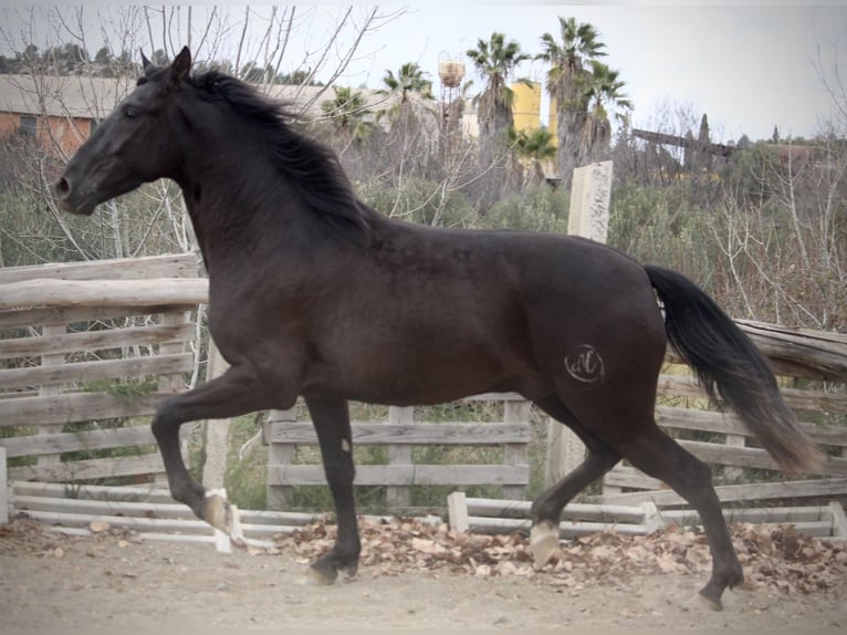 Andalusian Gelding 3 years 15,2 hh Black in Valencia