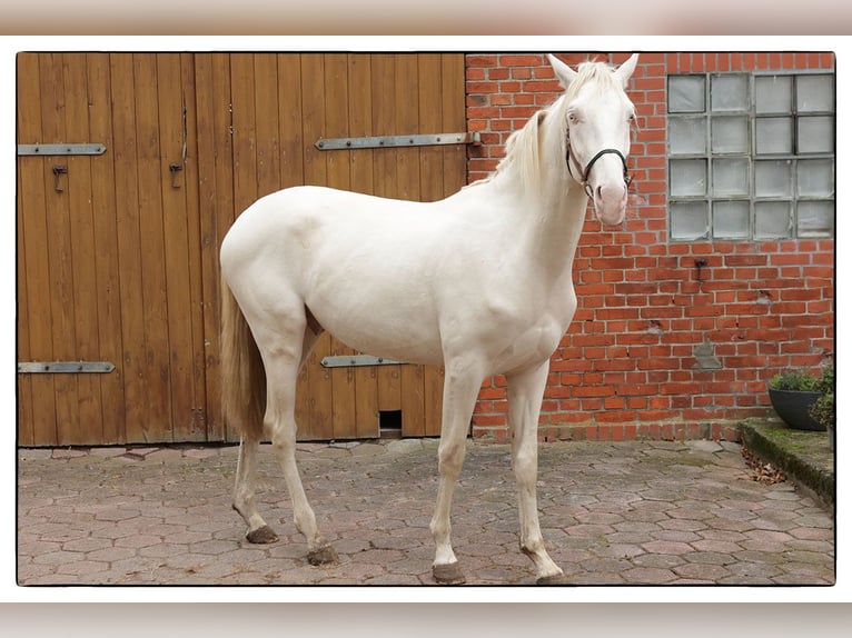 Andalusian Gelding 3 years 15.2 hh Cremello in Teldau