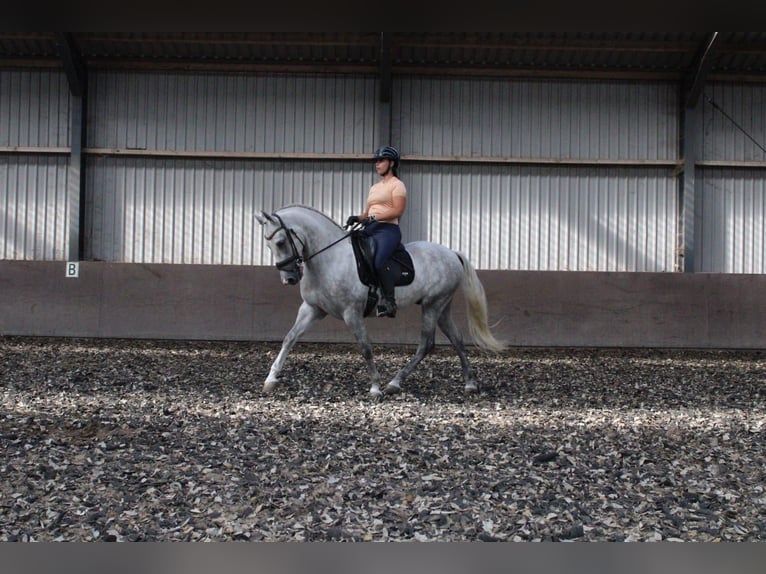 Andalusian Mix Gelding 3 years 15,2 hh Gray in Den Haag
