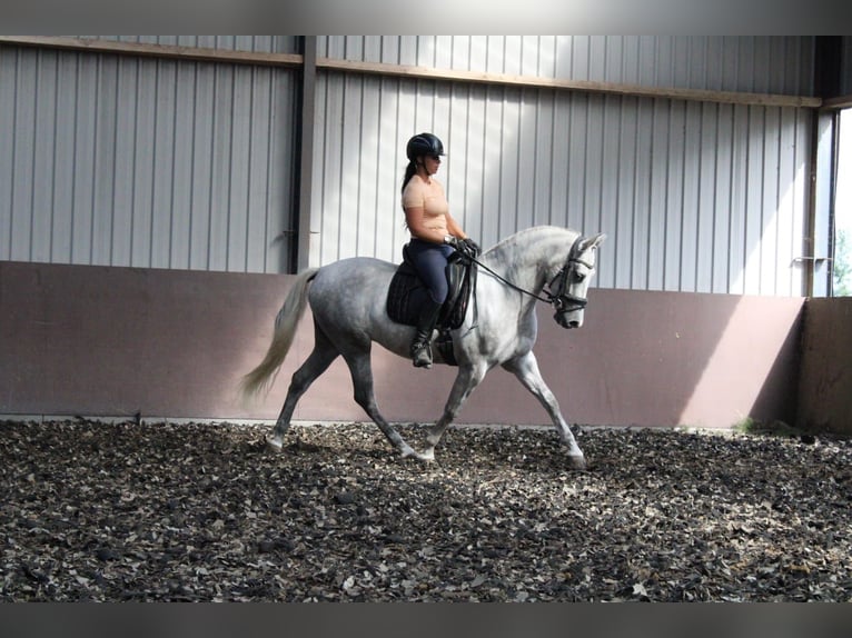 Andalusian Mix Gelding 3 years 15,2 hh Gray in Den Haag