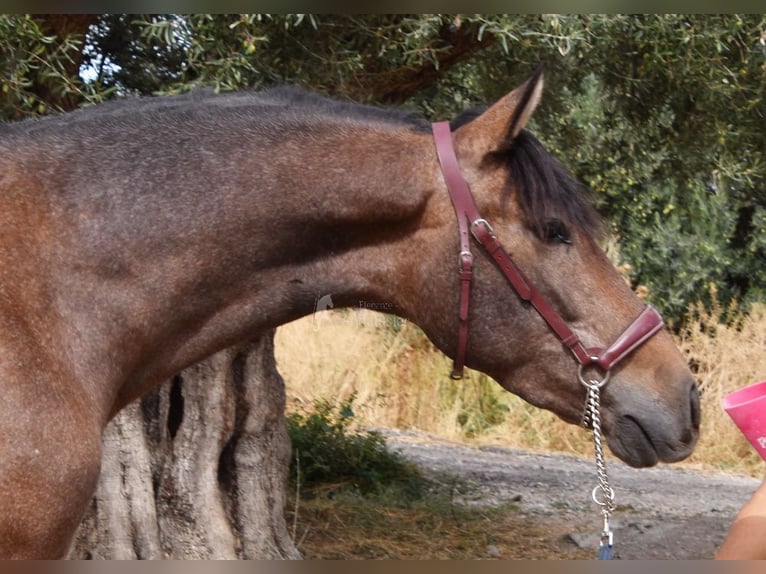 Andalusian Gelding 3 years 15,2 hh Gray in Provinz Granada