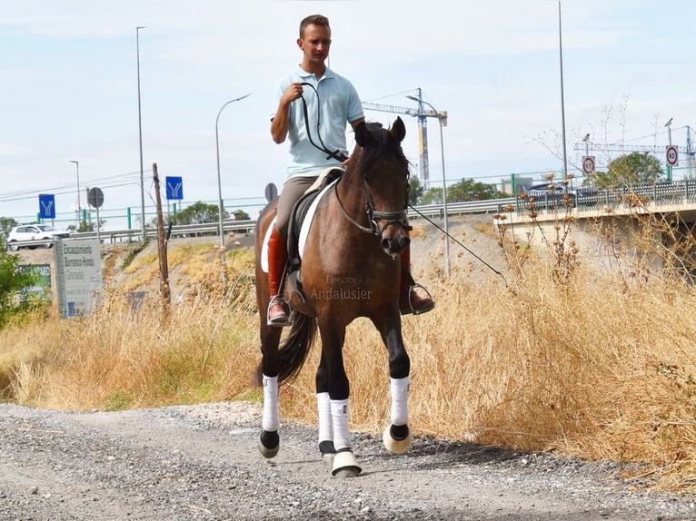 Andalusian Gelding 3 years 15,2 hh Gray in Provinz Granada