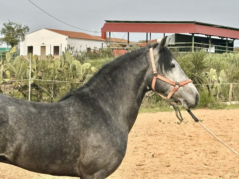 Andalusian Gelding 3 years 15.2 hh Grey in Galaroza (Huelva)