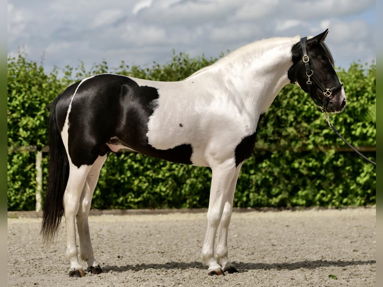 Andalusian Gelding 3 years 15,2 hh Pinto in Neustadt (Wied)
