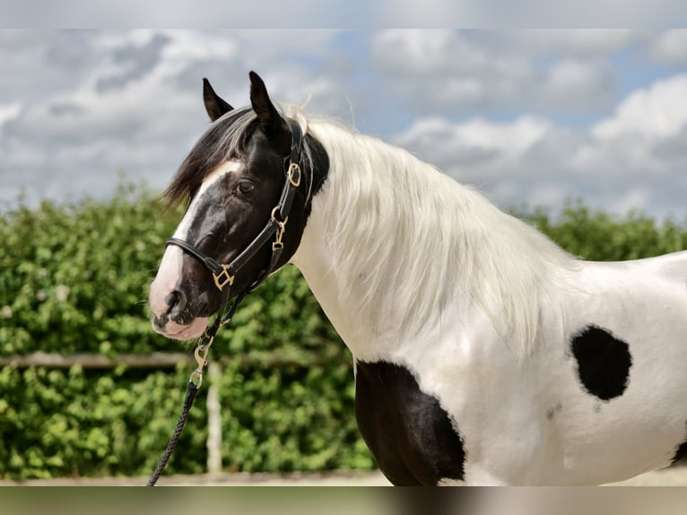 Andalusian Gelding 3 years 15,2 hh Pinto in Neustadt (Wied)