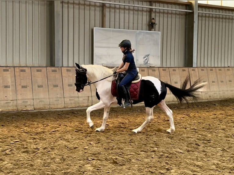 Andalusian Gelding 3 years 15,2 hh Pinto in Neustadt (Wied)