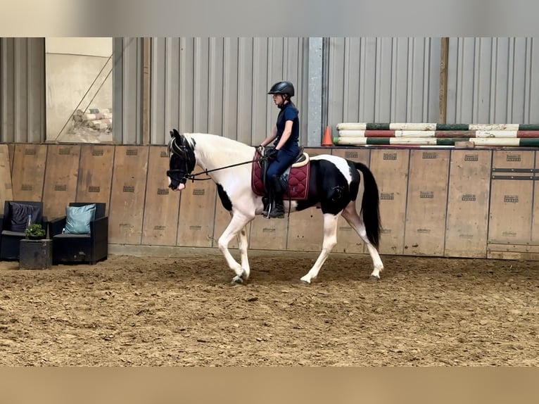 Andalusian Gelding 3 years 15,2 hh Pinto in Neustadt (Wied)