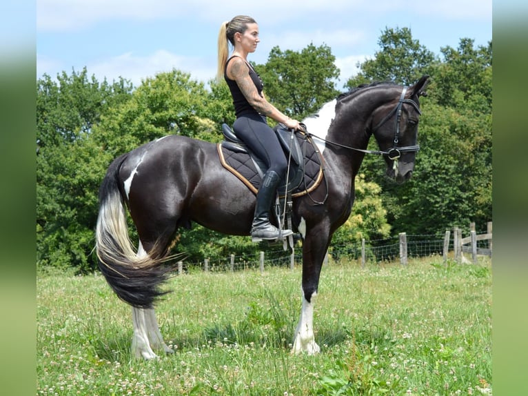 Andalusian Gelding 3 years 15.2 hh Tobiano-all-colors in Labatut