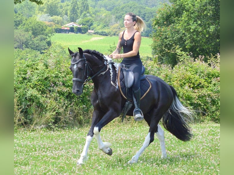 Andalusian Gelding 3 years 15.2 hh Tobiano-all-colors in Labatut