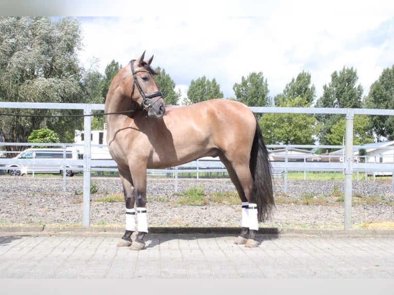 Andalusian Mix Gelding 3 years 15,3 hh Roan-Bay in Den Haag