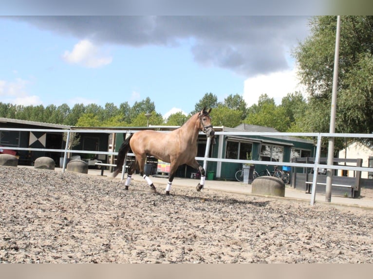 Andalusian Mix Gelding 3 years 15,3 hh Roan-Bay in Den Haag