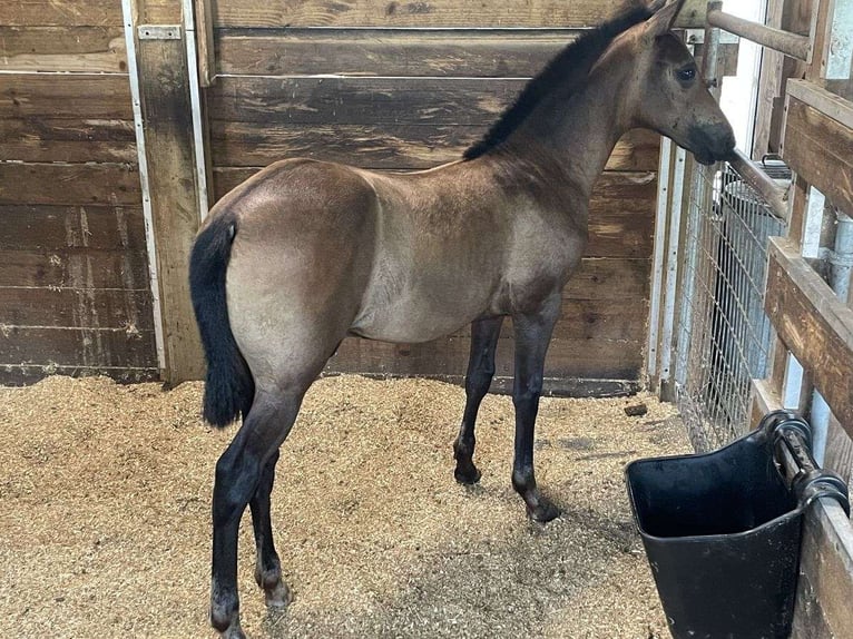 Andalusian Gelding 3 years 15 hh Bay in Wellington