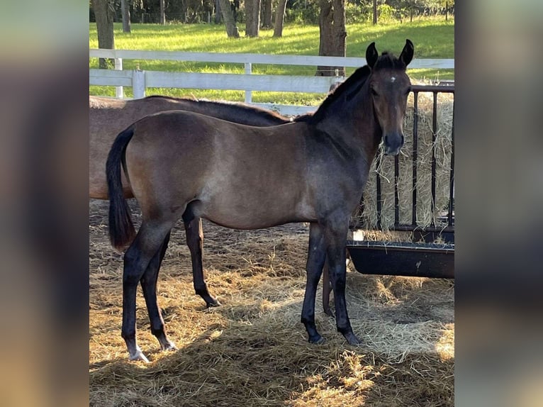 Andalusian Gelding 3 years 15 hh Bay in Wellington