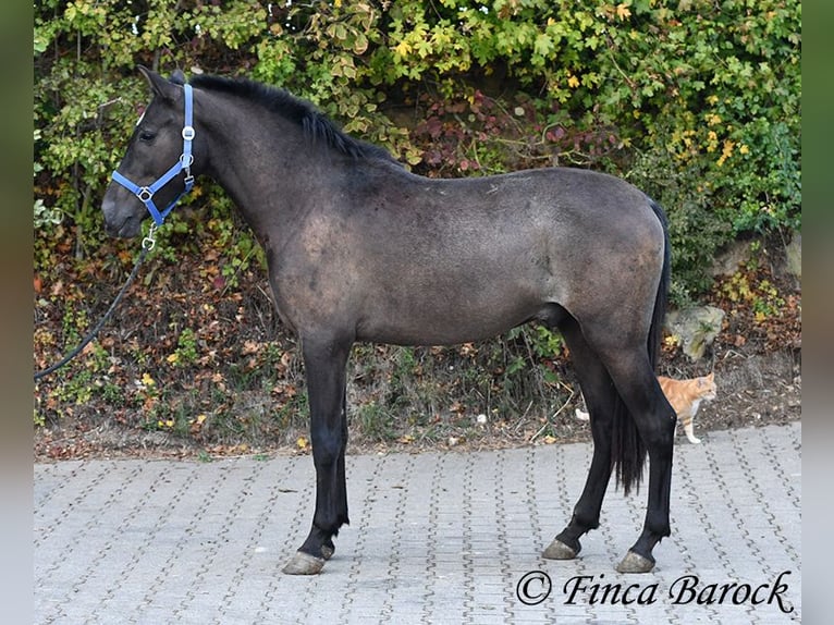 Andalusian Gelding 3 years 15 hh Black in Wiebelsheim